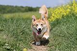 CORGI PEMBROKE 460